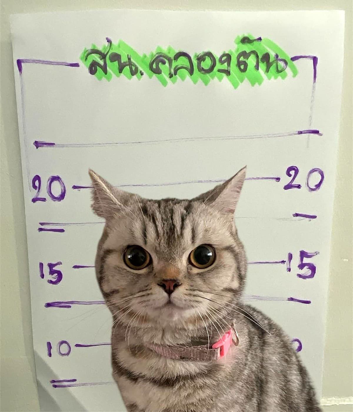 mačací mugshot