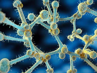 Candida auris